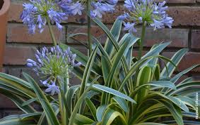 Image result for Afrosolen zambeziacus