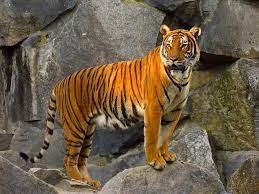 The Endangered Indochinese Tiger Panthera Tigris Tigris Indochinese Tiger Pet Tiger Tiger Facts