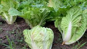 We did not find results for: Napa Cabbage Growing Grow Napa Cabbage How To Grow Chinese Cabbage From Seeds Youtube