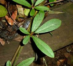 Image result for Rhoicissus digitata