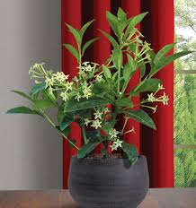Image result for Cestrum nocturnum