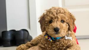 It is a mixed dog breed that is a cross between a miniature poodle and a golden retriever. Mini Goldendoodle Wallpapers Wallpaper Cave