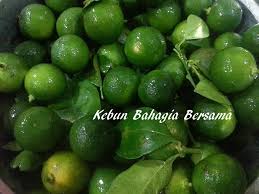 Check 'limau kasturi' translations into english. Kebun Bahagia Bersama Kasturi
