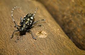 For those who are planning on moving to staten island, there are a handful of great communities to choose from. Usda Aphis Manhattan And Staten Island N Y Declared Free Of The Asian Longhorned Beetle