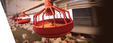 Central forwarding agency sdn bhd. Mfm Dindings Poultry