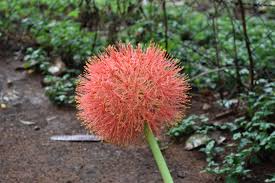 In the wilds of south africa it is often found in deep shade but we grow ours in the open under magnolias. Scadoxus Multiflorus Wikipedia