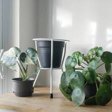 Darryl Cheng On Instagram Left Monstera Thai Constellation Perfect Pots Decor Stuff To Buy