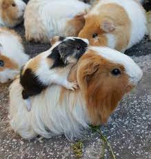 Pin On Guinea Pig