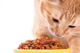 Hydrolyzed protein diets are supposed to be an alternative to novel proteins, but we don't recommend them. The 25 Best Hypoallergenic Cat Foods Of 2020 Cat Life Today