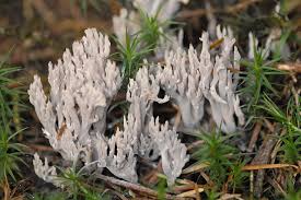 Image result for Clavulina cinerea