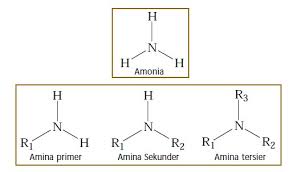 Pengertian Rumus Umum Dan Jenis Jenis Senyawa Amina