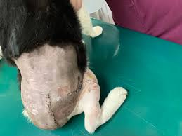 雑種猫の交通事故による骨折と皮膚剥奪症の治療 | 千葉県佐倉市のしらい動物病院