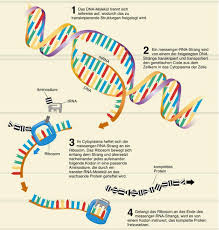 We did not find results for: Evolution Genetik Und Erfahrung Pdf Kostenfreier Download