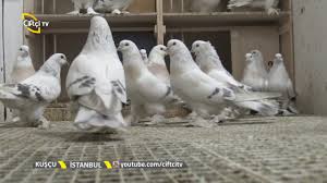 Kuscu Kuslarda Paca Cekimi Nasil Ve Ne Zaman Yapilmalidir Youtube
