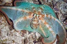 Pin On The Sea Above Under Turquoise Azure