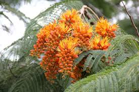 Image result for Colvillea