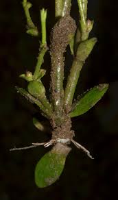 Image result for Dopatrium