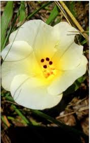 Image result for Hibiscus aethiopicus