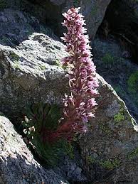 Image result for Galiniera saxifraga
