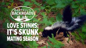 While it may be tempting to place the trap under a building or deck where the skunk may like to hide, doing so increases the chance of being sprayed by the panicked, trapped mammal when you want to move it. Skunk Mating Season Signals The Start Of An Annual Nightmare For Citrus Heights Homeowners Bartell S Backroads Abc10 Com