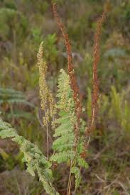 Image result for Anemiaceae