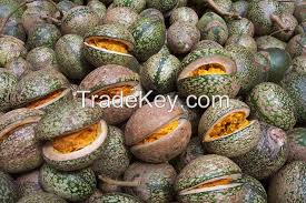 Image result for Voacanga chalotiana