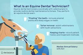 Equine Dental Technician Job Description Salary Skills More