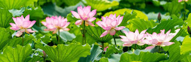 Check spelling or type a new query. How To Grow And Care For Waterlilies Lovethegarden