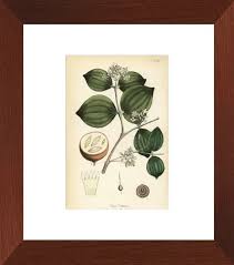 Image result for Strychnos