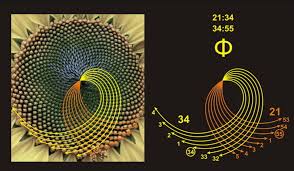 The golden ratio is the key to universal physics.” – Sir Edward ...