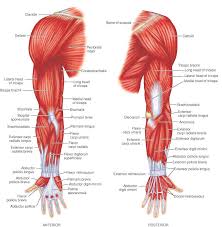 Arm anterior muscles labeled 3d illustration. Muscles Human Muscle Anatomy Body Muscle Anatomy Arm Muscle Anatomy