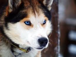 Black White And Brown Husky Finally Siberian Huskies Can Be Very Loud Canines German Shepherd Husky Mix Siberian Husky German Shepherd Husky