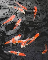 3,150 free images of aesthetic related images: Hd Wallpaper School Of Koi Fish Animal Carp Water Aquatic Outdoors Shoe Wallpaper Flare