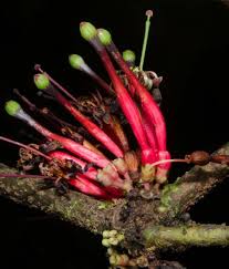 Image result for Ixora kalehensis