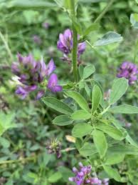 Image result for Medicago sativa