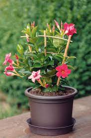 You'll find mandevilla vines in pots at local nurseries and garden centres. When To Repot A Mandevilla Planting Your Mandevilla In A New Pot