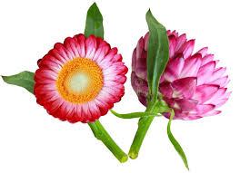 Image result for Helichrysum decorum