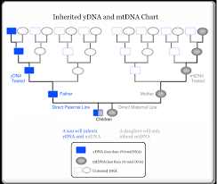 Dna Can It Help Me Find My Ancestors The Boardmans And