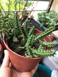 They offer different size shape and color. Rare Huernia Zebrina Var Zebrina Exotic Starfish Flower Now Blooming Non Stop With Lots Of Flower Buds 1 Pot Only Gardening Plants On Carousell