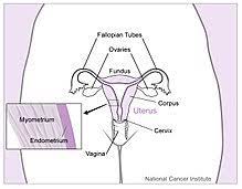Asli memuat suatu kiasan, yaitu rantai besi yang menggosok tangan kaki. Rahim Wikipedia Bahasa Indonesia Ensiklopedia Bebas