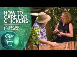 How To Care For Chickens From A Chicken Whisperer Youtube Chickens Chicken Garden Chicken Coup