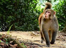 Pin On Funny Animal