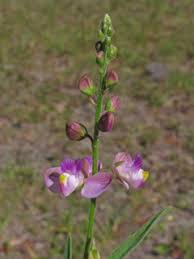 Image result for Polygala nematophylla