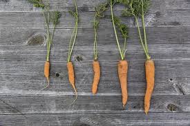 The seeds will germinate in 10 to 21 days. Harvesting Carrots In Your Garden Properly Rooted