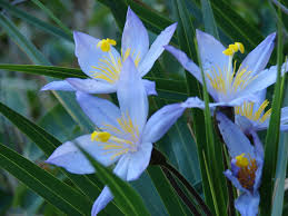 Image result for Velloziaceae