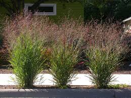 Image result for Panicum infestum