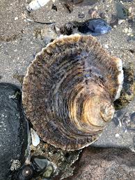 Ostra Plana Europeia Ostrea Edulis Biodiversity4all
