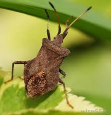 What if your dog or cat happens to swallow a stink bug whole? What Is The Best Way To Control Stink Bugs With Pictures