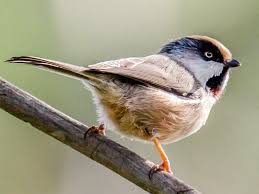 Image result for Leucas tettensis