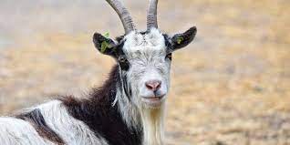 As the crips expanded in the 1970s, and many new recruits were coming form different gangs, the definition of the term began to change. 8 Common Goat Predators And What You Can Do About Them Predator Guard Predator Deterrents And Repellents